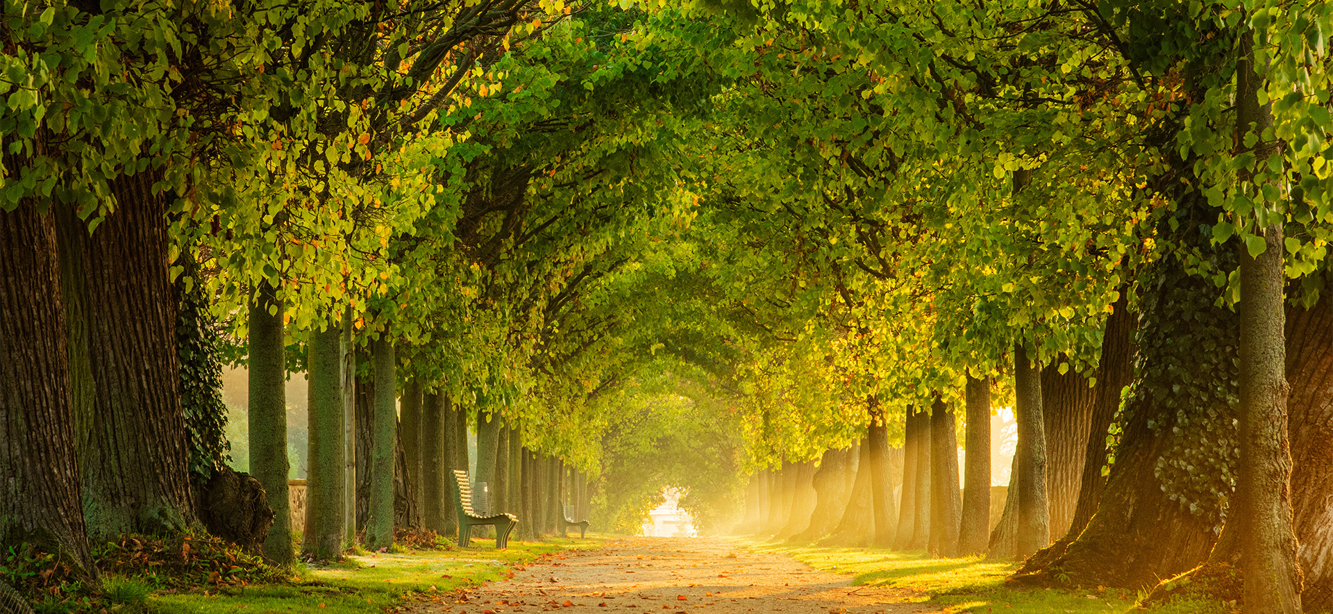 Primo piano di un viale alberato